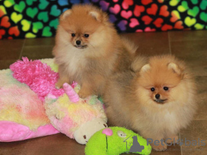 Photo №2 to announcement № 97817 for the sale of pomeranian - buy in United States private announcement, from nursery, from the shelter, breeder