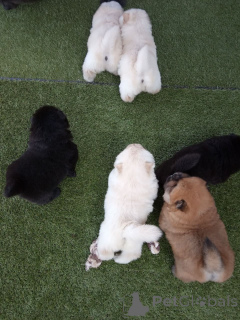 Photo №4. I will sell chow chow in the city of Blvelop. private announcement, breeder - price - 774$