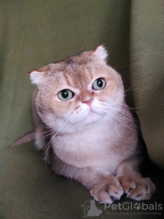 Additional photos: Scottish fold cat Basik is looking for a home!