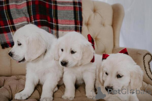 Photo №1. golden retriever - for sale in the city of Munich | negotiated | Announcement № 170194