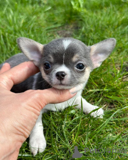 Photo №1. chihuahua - for sale in the city of Berlin | 317$ | Announcement № 105229