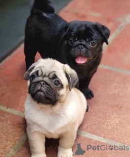 Photo №1. pug - for sale in the city of Minsk | negotiated | Announcement № 175635