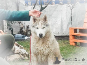 Photo №2 to announcement № 135969 for the sale of siberian husky - buy in Serbia 