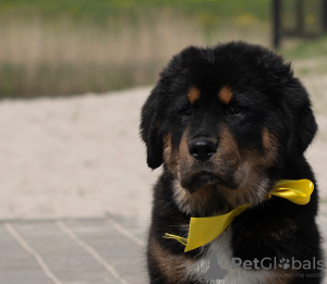 Additional photos: Tibetan Mastiff puppies