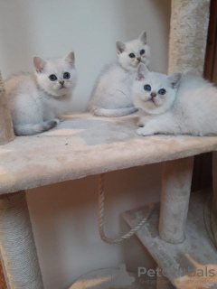 Photo №3. British shorthair kittens available now for lovely homes. Germany