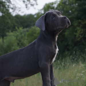 Photo №1. cane corso - for sale in the city of Лида | 629$ | Announcement № 11097