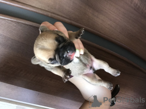 Photo №1. french bulldog - for sale in the city of Kropivnitsky | 367$ | Announcement № 10733