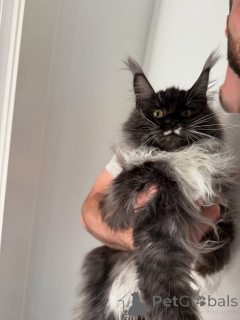 Photo №1. maine coon - for sale in the city of Alesund | negotiated | Announcement № 155397