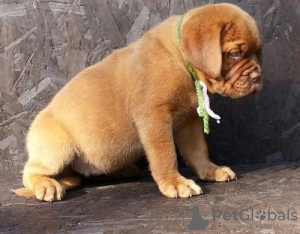 Photo №2 to announcement № 103483 for the sale of dogue de bordeaux - buy in Germany 