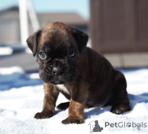 Photo №1. boxer - for sale in the city of Bochum | negotiated | Announcement № 173335