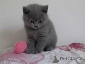 Photo №1. british shorthair - for sale in the city of Bromarf | 506$ | Announcement № 168922