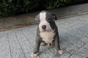 Photo №4. I will sell american bully in the city of Poznan. private announcement, breeder - price - negotiated