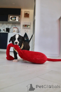 Photo №2 to announcement № 147532 for the sale of american bully - buy in Russian Federation from nursery