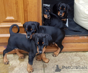 Photo №3. Beautiful Doberman puppies,. Ireland