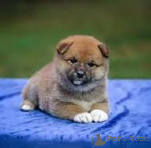 Photo №3. Preciosos cachorros Shiba Inu en venta. Spain