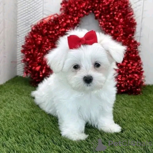 Photo №1. maltese dog - for sale in the city of Афины | negotiated | Announcement № 109860