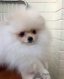 Additional photos: Pomeranian Spitz