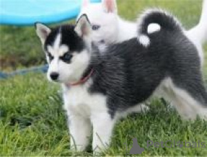 Photo №1. siberian husky - for sale in the city of Франкфурт-на-Майне | negotiated | Announcement № 138412