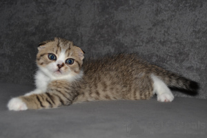 Photo №4. I will sell scottish fold in the city of Warsaw. private announcement - price - 471$