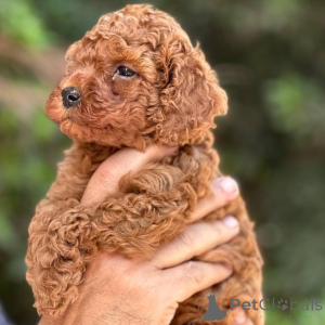 Photo №4. I will sell poodle (toy) in the city of Helsinki. private announcement, from the shelter - price - 516$