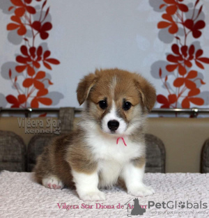 Photo №2 to announcement № 11151 for the sale of welsh corgi - buy in Russian Federation breeder
