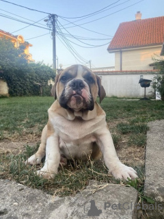 Photo №3. English bulldog. Serbia