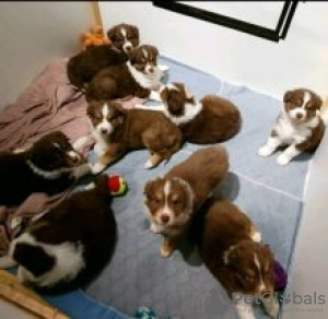Photo №1. australian shepherd - for sale in the city of Ytterby | negotiated | Announcement № 55333
