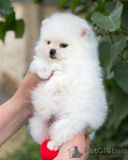 Photo №3. Pomeranian puppies. Germany