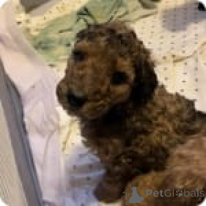 Photo №1. poodle (toy) - for sale in the city of Iowa City | 600$ | Announcement № 147536