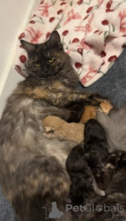 Photo №1. maine coon - for sale in the city of Gann. Munden | 929$ | Announcement № 160427