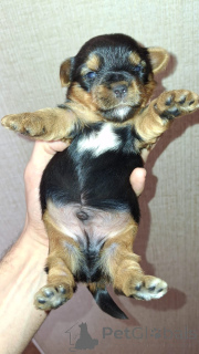 Photo №2 to announcement № 139032 for the sale of beaver yorkshire terrier, yorkshire terrier - buy in Latvia private announcement, from nursery, breeder