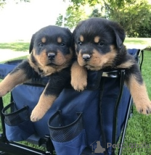 Photo №1. rottweiler - for sale in the city of Вершина | 317$ | Announcement № 105499