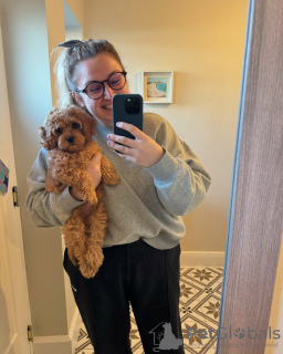 Photo №2 to announcement № 131703 for the sale of poodle (royal) - buy in Australia private announcement