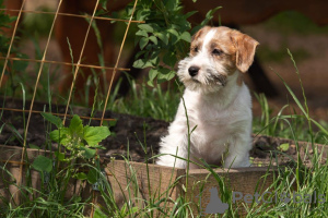 Photo №2 to announcement № 53816 for the sale of jack russell terrier - buy in Russian Federation from nursery