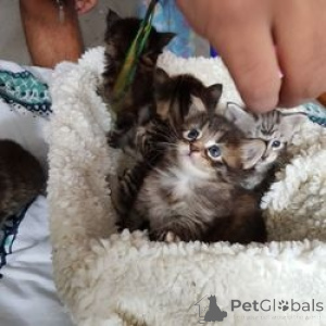 Photo №1. maine coon - for sale in the city of Frankenberg | 361$ | Announcement № 172315