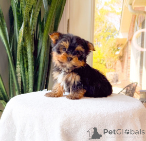 Photo №1. yorkshire terrier - for sale in the city of Czech | negotiated | Announcement № 172893