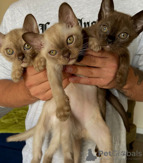 Photo №1. burmese cat - for sale in the city of Валенсия | negotiated | Announcement № 52478