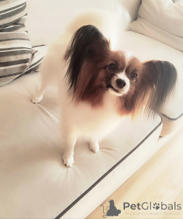 Photo №2 to announcement № 139092 for the sale of papillon dog - buy in Poland breeder