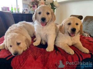 Photo №1. non-pedigree dogs - for sale in the city of Москва | Is free | Announcement № 11584
