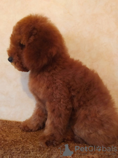 Photo №2 to announcement № 10642 for the sale of poodle (toy) - buy in Ukraine breeder