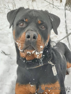 Photo №3. Rottweiler Kiprey is ready for your offers of permanent residence!. Russian Federation