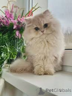 Photo №3. Chatons British Longhair disponibles à la vente.. Belgium