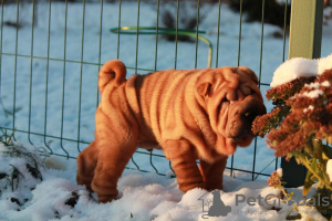 Photo №2 to announcement № 8606 for the sale of shar pei - buy in Russian Federation private announcement