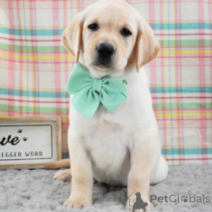 Photo №3. Ainsley Female Yellow Labrador Retriever Puppy 9 Weeks Old. Germany