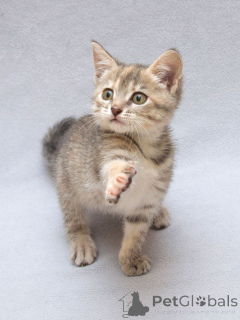 Photo №3. Little Marshmallow, an affectionate tiger kitten looking for a home. Russian Federation