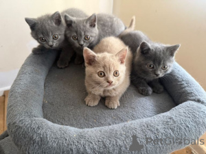 Photo №3. Beautiful full blooded British Shorthair kittens. United Kingdom