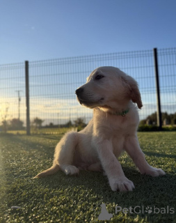 Photo №1. golden retriever - for sale in the city of Amsterdamscheveld | 206$ | Announcement № 158086