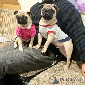 Photo №1.  - for sale in the city of Berlin | 612$ | Announcement № 140568