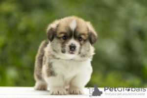 Photo №3. welsh corgi pembroke. Ukraine