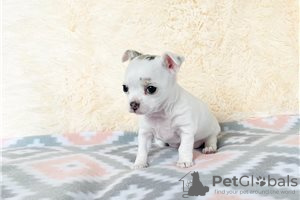 Photo №4. I will sell non-pedigree dogs in the city of Bamberg. private announcement - price - Is free